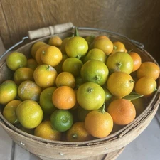Calamansi/ Calamondin Organic Fruits, 4 lbs for $35 Free Shipping