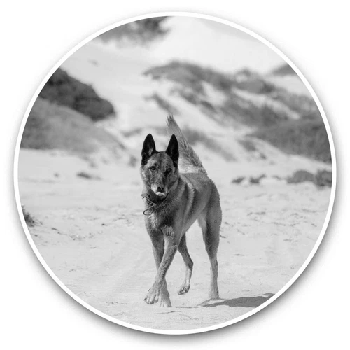 2 x Vinyl Stickers 20cm (bw) - Belgian Shepherd Malinois Dog  #38905