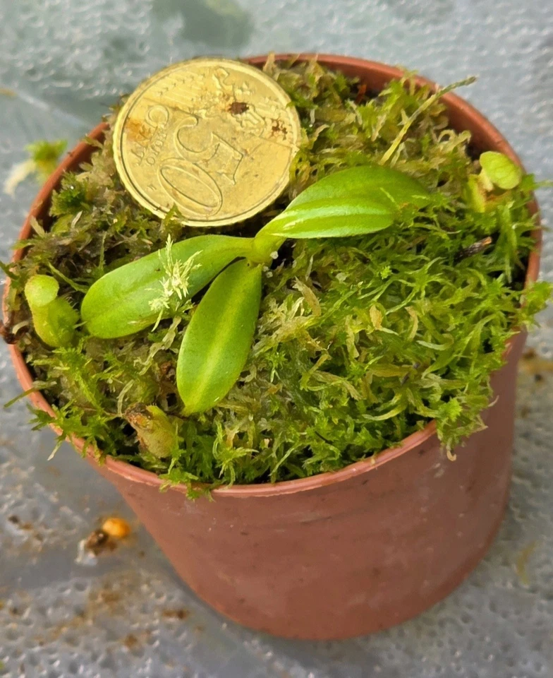 Nepenthes VILLOSA - Rare Plant - Bild 2 von 2