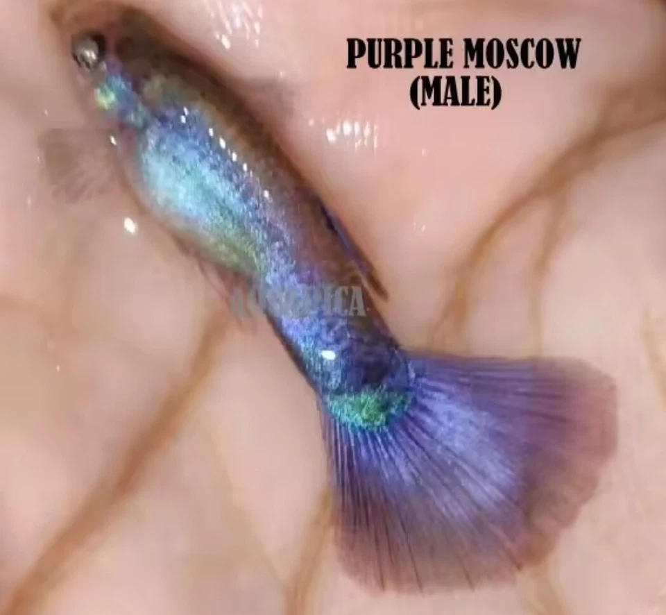 GUPPY FISH PURPLE MOSCOW - PAIR ( FEMALE+MALE) - Image 4 of 4