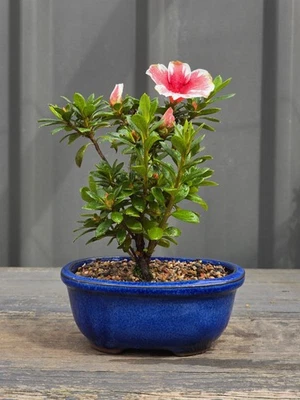 Azalea 'Mrs. Kint' Bonsai Starter FREE EXPRESS POST As It Is - image 1 of 4