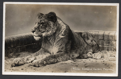Postkarte Paignton Zoo Devon Löwin Primley Zoological Gardens verschickt 1936 RP