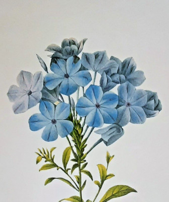 ルドゥーテ プルンバゴ「Plumbago caerulea」　額縁絵 ルドゥーテ032「プルンバゴ」