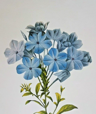 ルドゥーテ プルンバゴ「Plumbago caerulea」　額縁絵 ルドゥーテ プルンバゴ「Plumbago caerulea」 額縁絵 Pierre