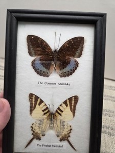 Real taxidermy Butterflies with certificate of authenticity in frame