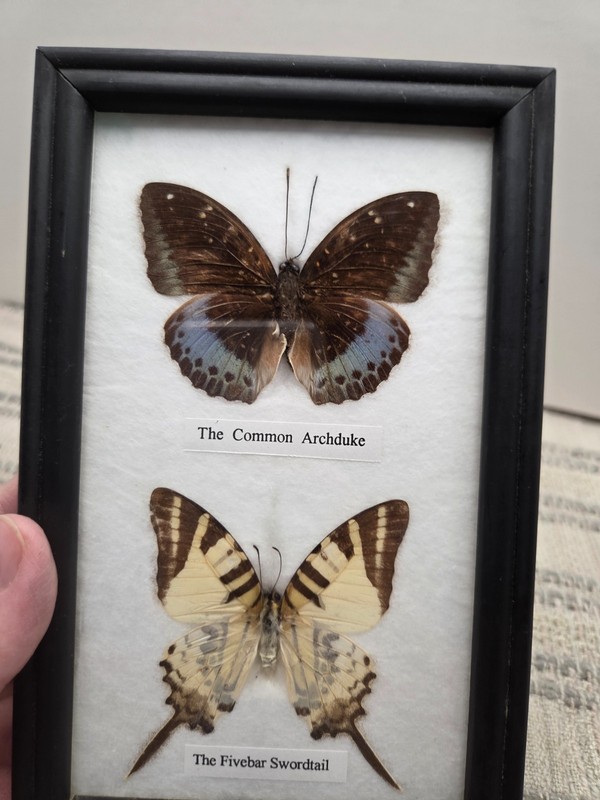Real taxidermy Butterflies with certificate of authenticity in frame