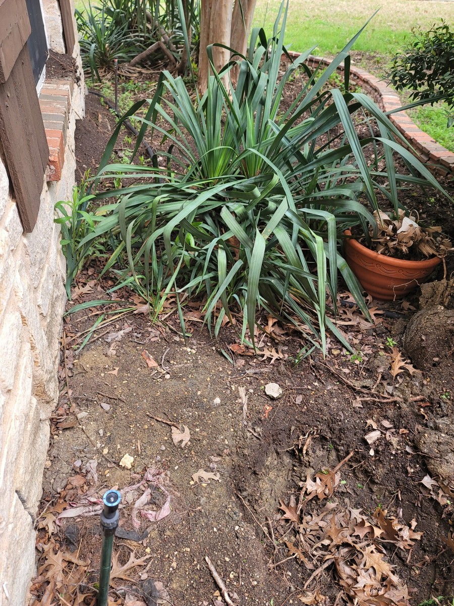 Tx organic yucca plant sz L 10 Inch above ground evergreen