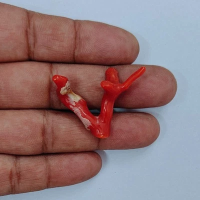 Ancienne pierre précieuse corail polie branche corail rouge Italie... - Photo 1/4
