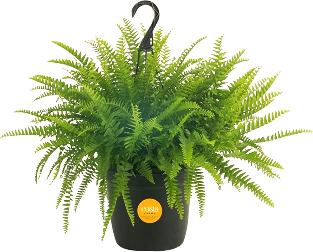 Boston Fern Live Indoor Outdoor Hanging Basket Houseplant  
