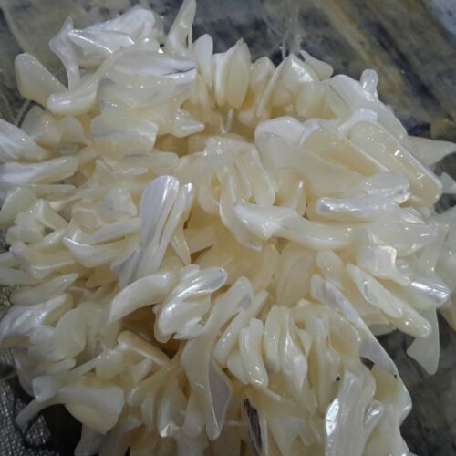 Natural White Mother of Pearl Shards, 26-40x8-13mm, Approx 83 pce,.Creamy White - Picture 1 of 4