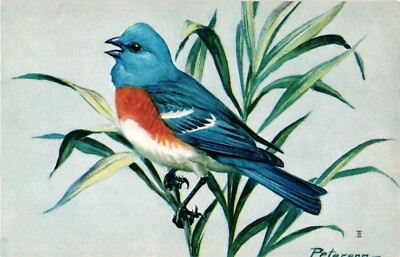 Lazuli Bunting Bird Chrome Postcard National Wildlife Federation 1957