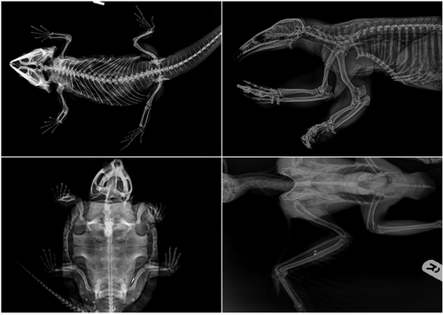 VET SETS A or B or C or D 6x animal X-RAYs imaged onto film lightbox radiography - Picture 7 of 34