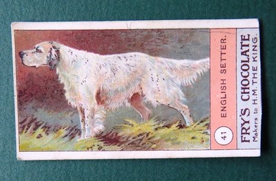 1908 Vintage FRY'S CHOCOLATE Dog Card:  ENGLISH  SETTER  #41