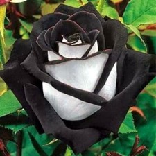 Multi Coloured Rose Seeds, Viable Home Garden Flower Plant Rose Seeds , UK