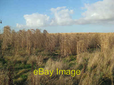 Foto 6x4 Miscanthus Biokraftstoff Ernte in der Nähe von Alkborough Diese Pflanzen sind ca. c2009