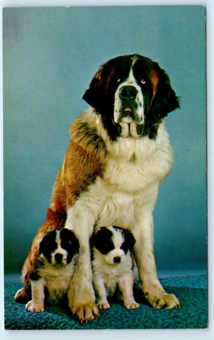 Dog PUREBRED BERNARD Puppies and Adult Dog ca 1960s Postcard