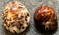 VINTAGE VERZIERTES SAMMLERST&Uuml;CK MUSCHELN x2 SEHR GUTER ZUSTAND F&Uuml;R DAS ALTER