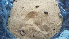 PIASEK - MANLY BEACH - SYDNEY - AUSTRALIA - PIASEK