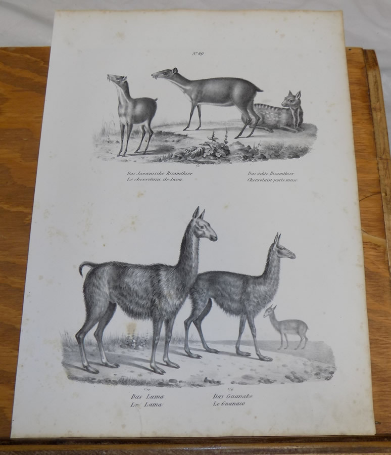 1834 Antique Print///LLAMA, GUANAKE, BISAMTHIER///4 Illustrations