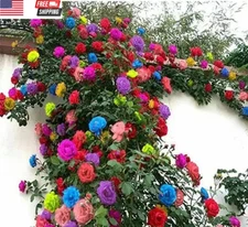 200+ Mix Climbing Rose Seeds for Planting Outdoors Ornamental Climbing Flowers R