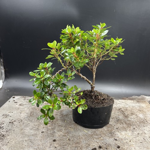 Shohin   Japanese Azalea Bonsai Tree - Picture 2 of 12