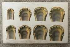 Antique Print c.1900 • Horse Anatomy Teeth & Jaw • Thomas Brown Engraving