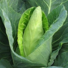 CABBAGE CARAFLEX F1 - 30 SEEDS