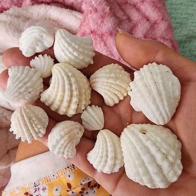 12  Small White textured BEAUTIFUL Natural Seashells