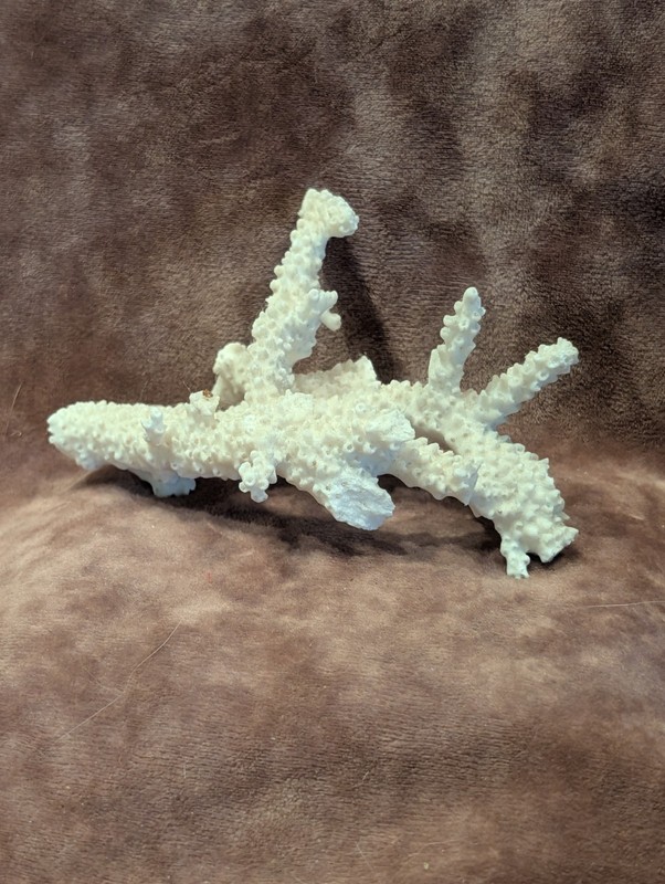 Natural White Branching Coral Specimen Genuine 4.5" Nautical Coastal Home Decor
