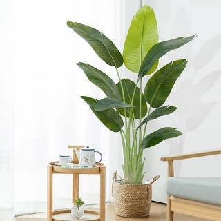 Artificial Bird of Paradise Plant in Pot For Auction 150cm Green 1 Pack