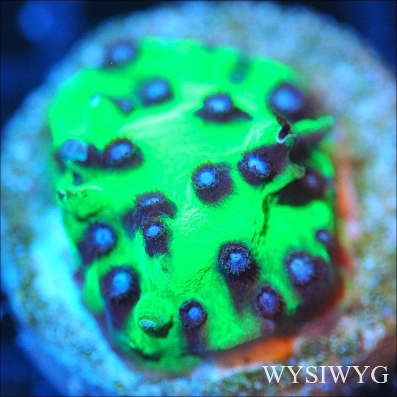 Corals of Eden ~ WYSIWYG Live Coral Frag ~ Master PPE Cyphastrea Coral SPS