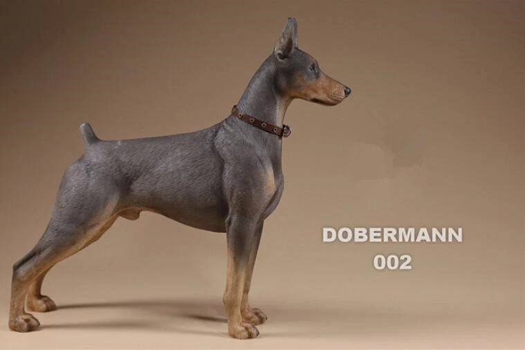 grey doberman