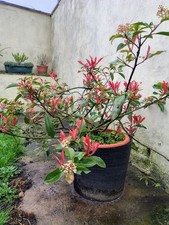 Photinia Red Robin Bushy Evergreen Hardy Shrub Hedge Plant