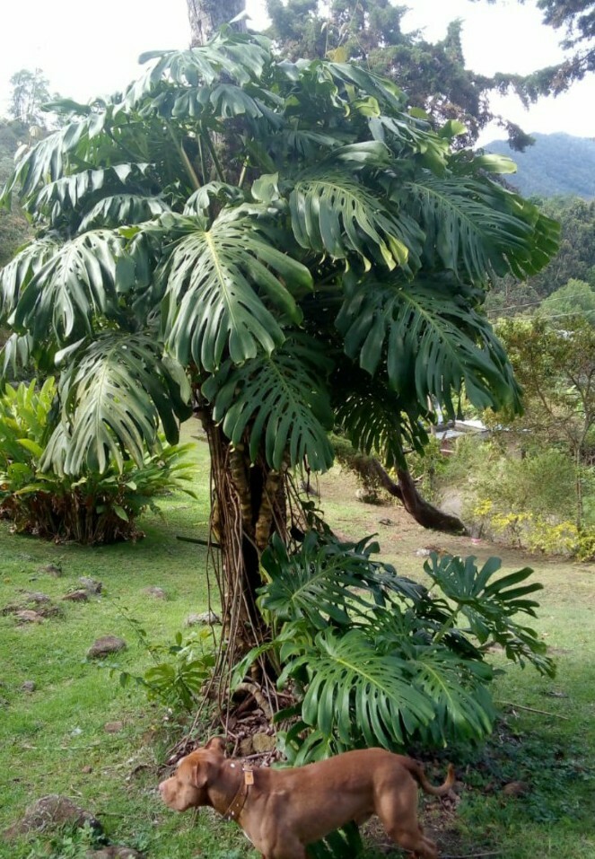 Giant Monstera Deliciosa Cutting Ship Bare from colombia not variegated or  albo | eBay