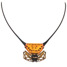 Gasteracantha arcuata kite spider arachnid Indonesia UNMOUNTED