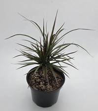 Dracaena Marginata | Tri-Stemmed | Stunning Green into Red Brown Tips | 13cm Pot