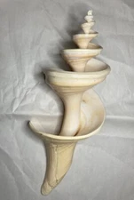 Syrinx Aruanus Seashell / Rare Fully Open Helix / Large Hand Carved 18” Spiral