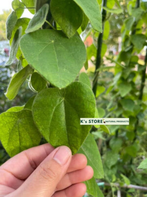 #ad #ad Green Glass Jelly Vine Seeds Tiliacora Triandra Sương S m Lông $4.99