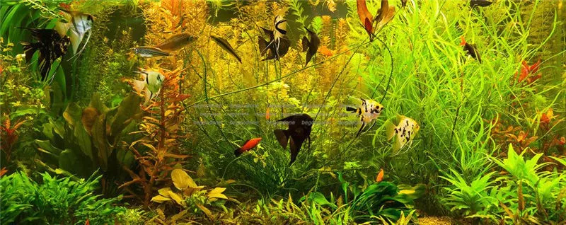 Aquarium Background Aquatic Plant Fish Tank Background Poster Sticker  Decoration