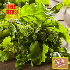 Fresh Broccoli Rabe Seeds | Rapini| | Gai Lan |Heirloom Non-GMO | Herb Seeds