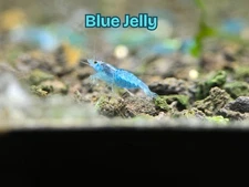 10 + 2 Pack Blue Jelly 🦐 HIGH GRADE Freshwater Neocaridina Shrimp Aquarium Live