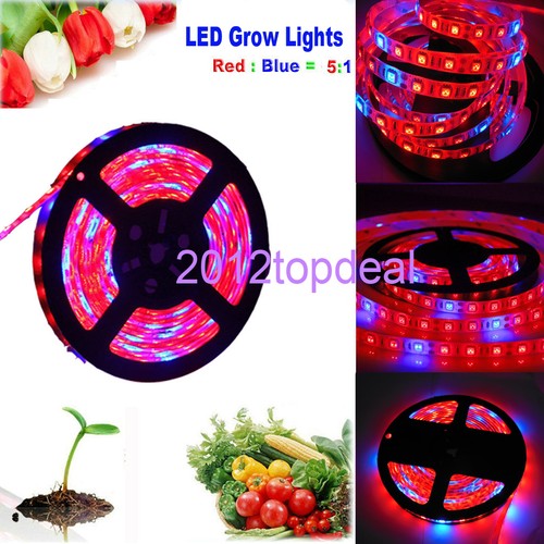 5050 300LED Grow lights red : Blue DC12V 5:1 led strip For Plant Growing - Foto 4 di 9