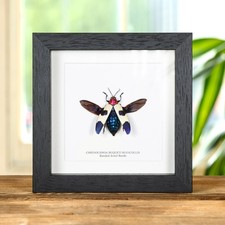Banded Jewel Taxidermy Beetle Frame (Chrysochroa buqueti rugicollis)