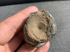 Ichthyosaur Vertebrae Bone Jurassic Fossil Marine Reptile, Whitby, Yorkshire, UK