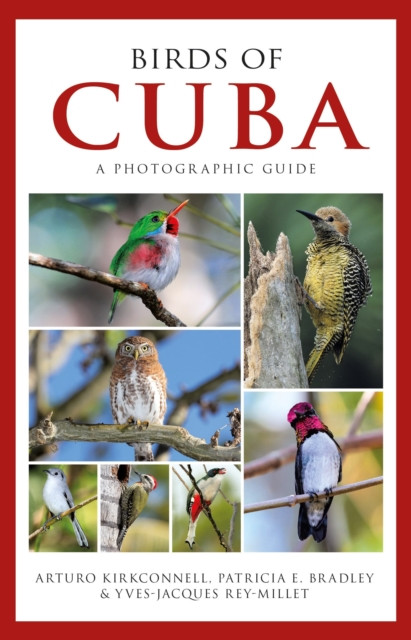 Photographic Guide to the Birds of Cuba by Arturo Kirkconnell (Paperback Book)