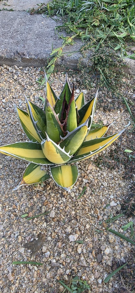 Agave Purpusorum Mediopicta Variegate - Image 3 of 4