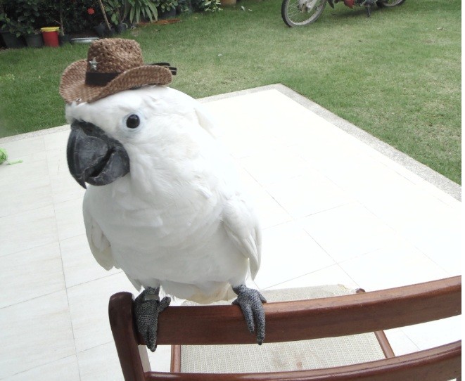 cockatoo dog