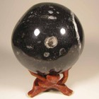 2.7" ORTHOCERAS Fossil Sphere Ball w/ Stand - Morocco - 69mm - 1 lb. — photo 3