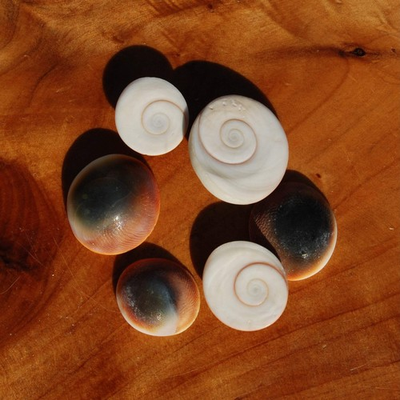#ad 6pc Pacific Cat#x27;s Eye Operculum Shells 0.5 0.75in Seashells $5.99