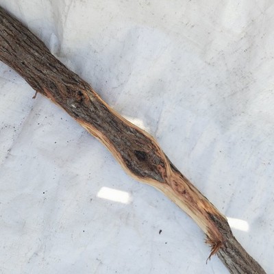 Diamond Willow Carving Wood Blank 64'' Walking Heavy Stick Very Nice
